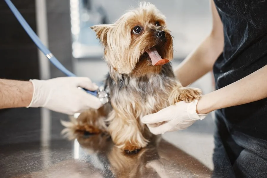 Pet spa day