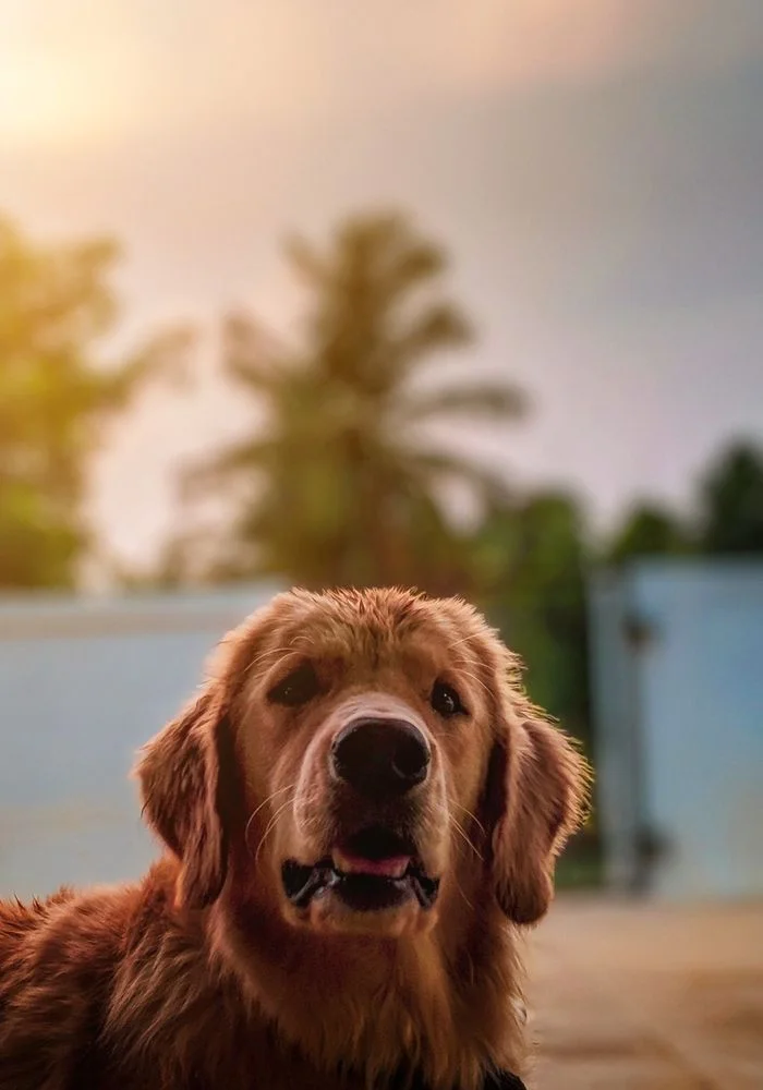 Happy dog being pampered