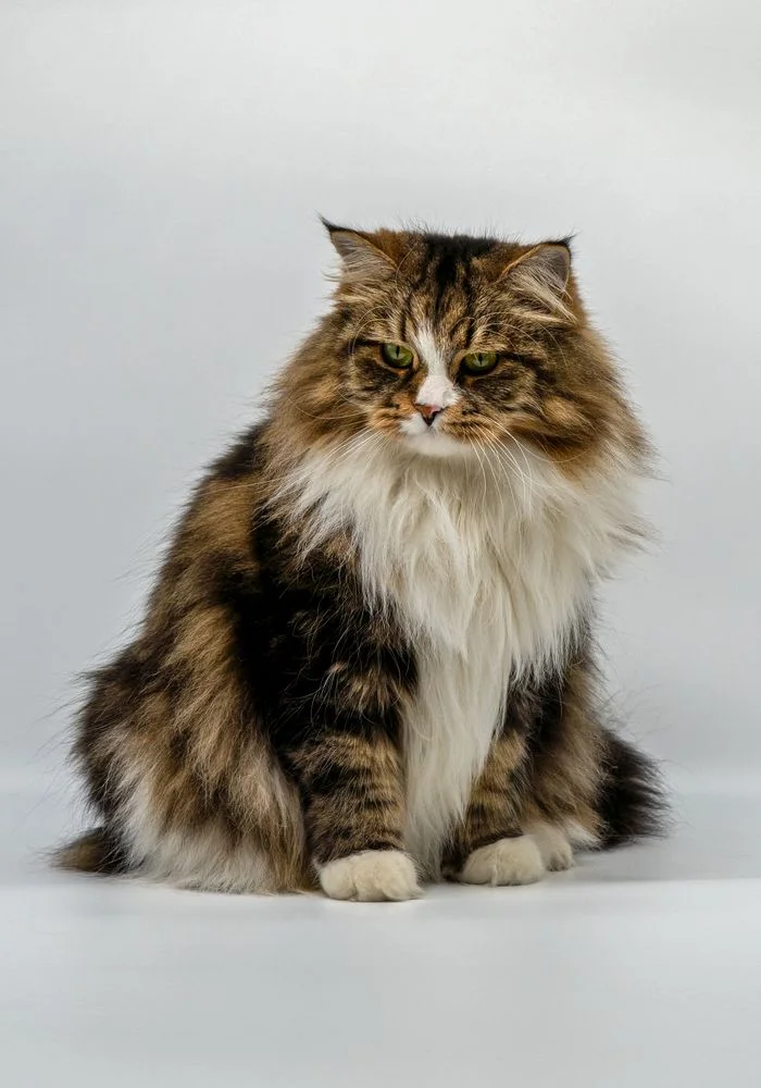 Luxury cat accessories