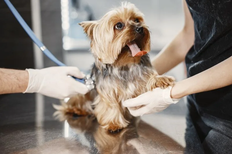 Master grooming