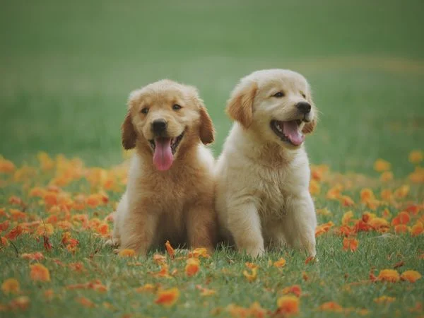 Pet portraits