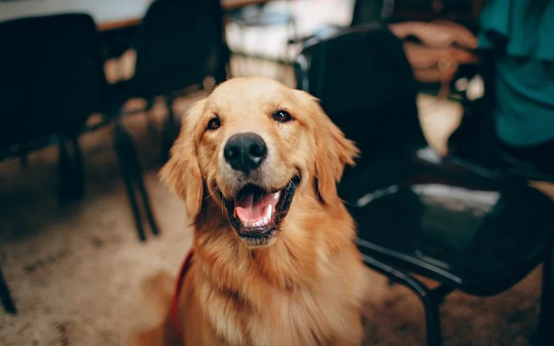 Holistic Longevity: Advanced Vitality for Senior Companions