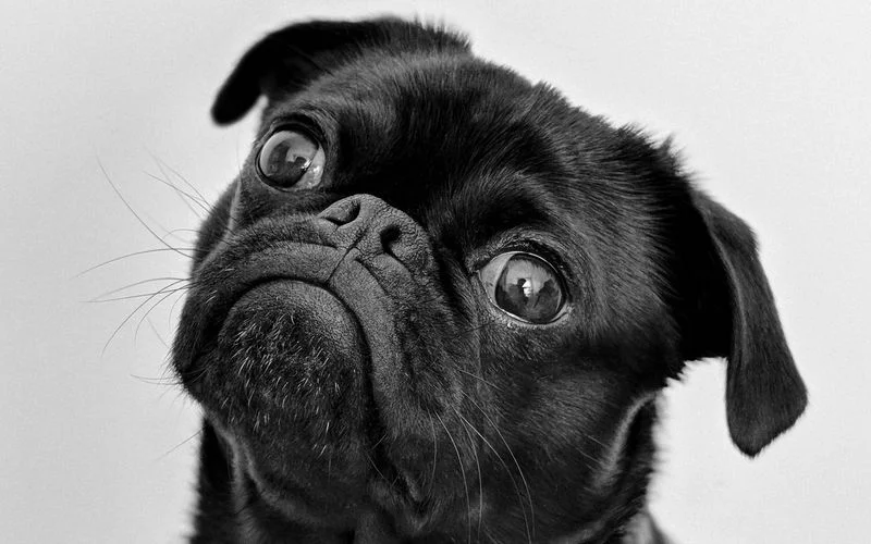 The Psychology of Grooming: Lowering Anxiety in Sensitive Pets
