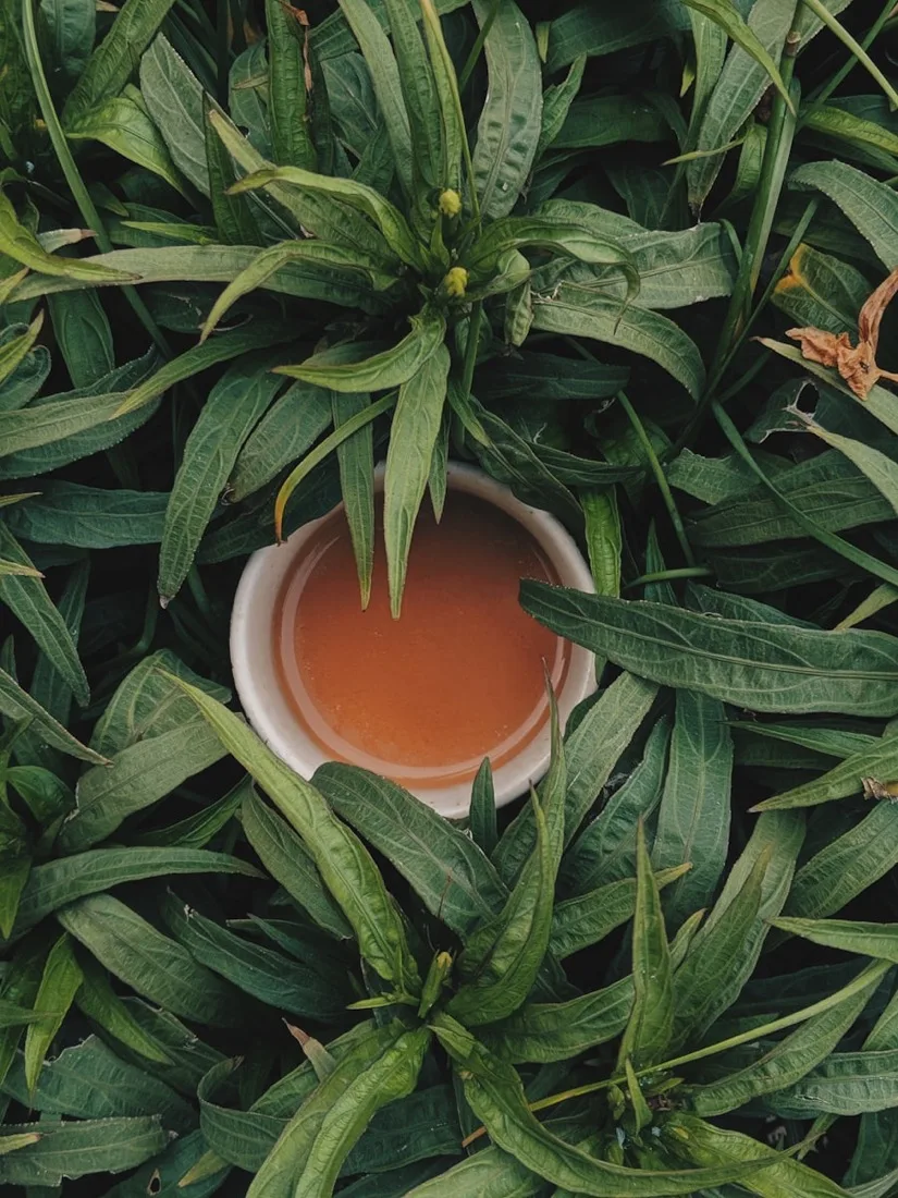 Fresh green tea leaves
