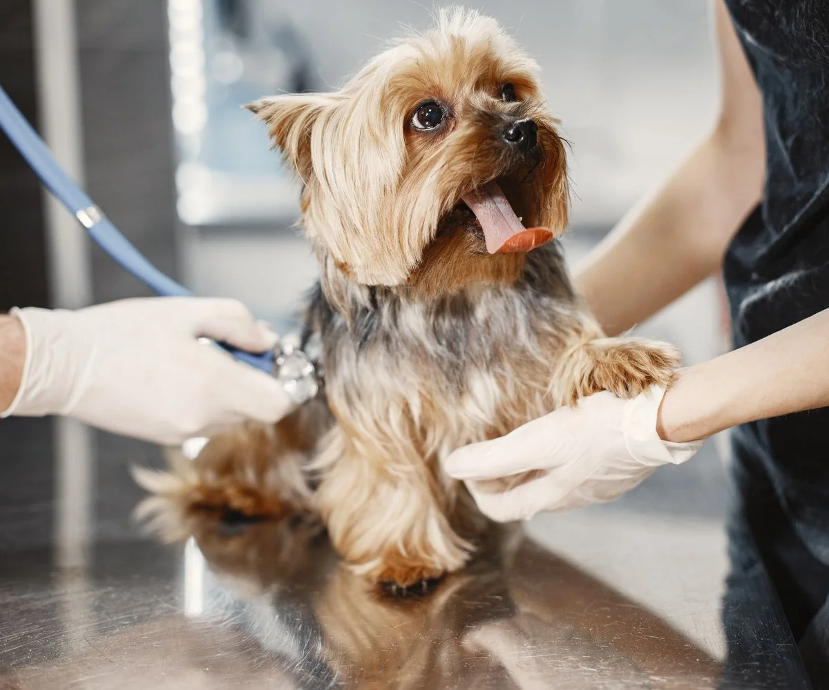 A happy dog being professionally groomed at Snip & Snout studio