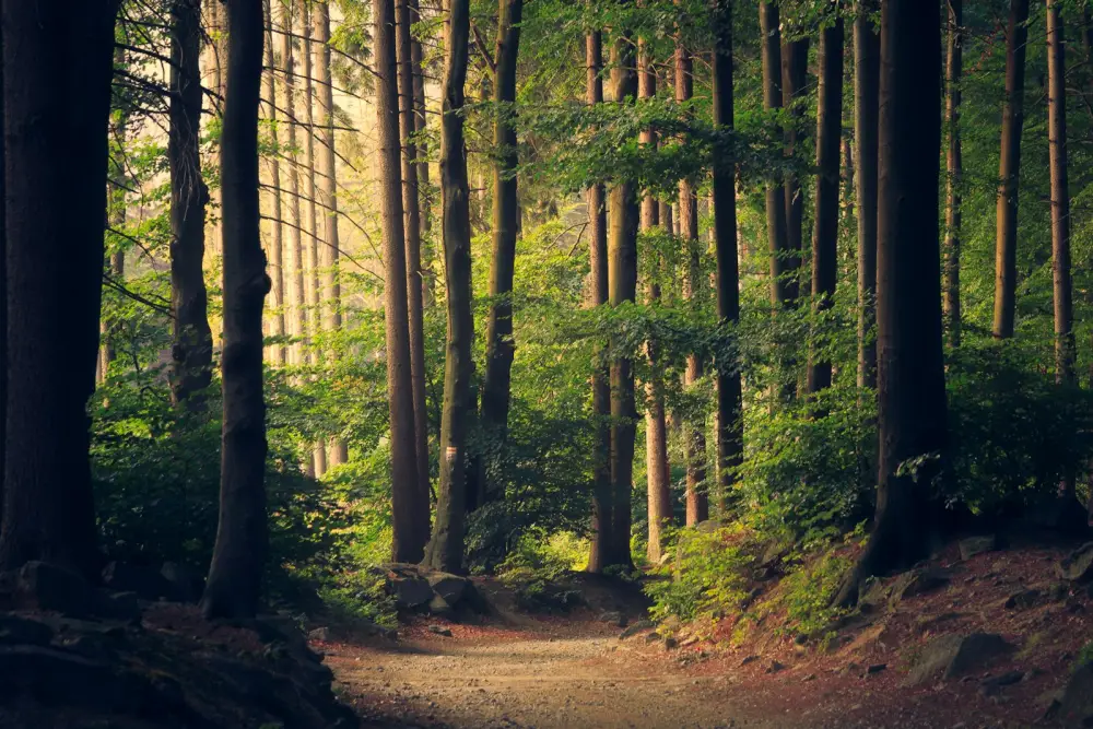 Sunlit forest wetland